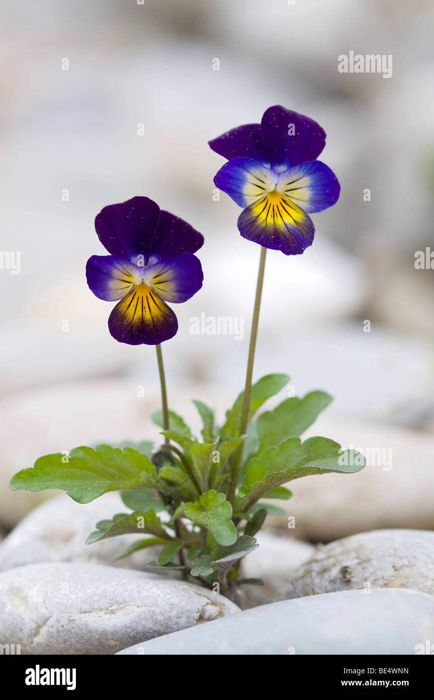 Heartsease (Viola tricolor), Pielach near Loosdorf, Upper Austria, Europe Stock Photo