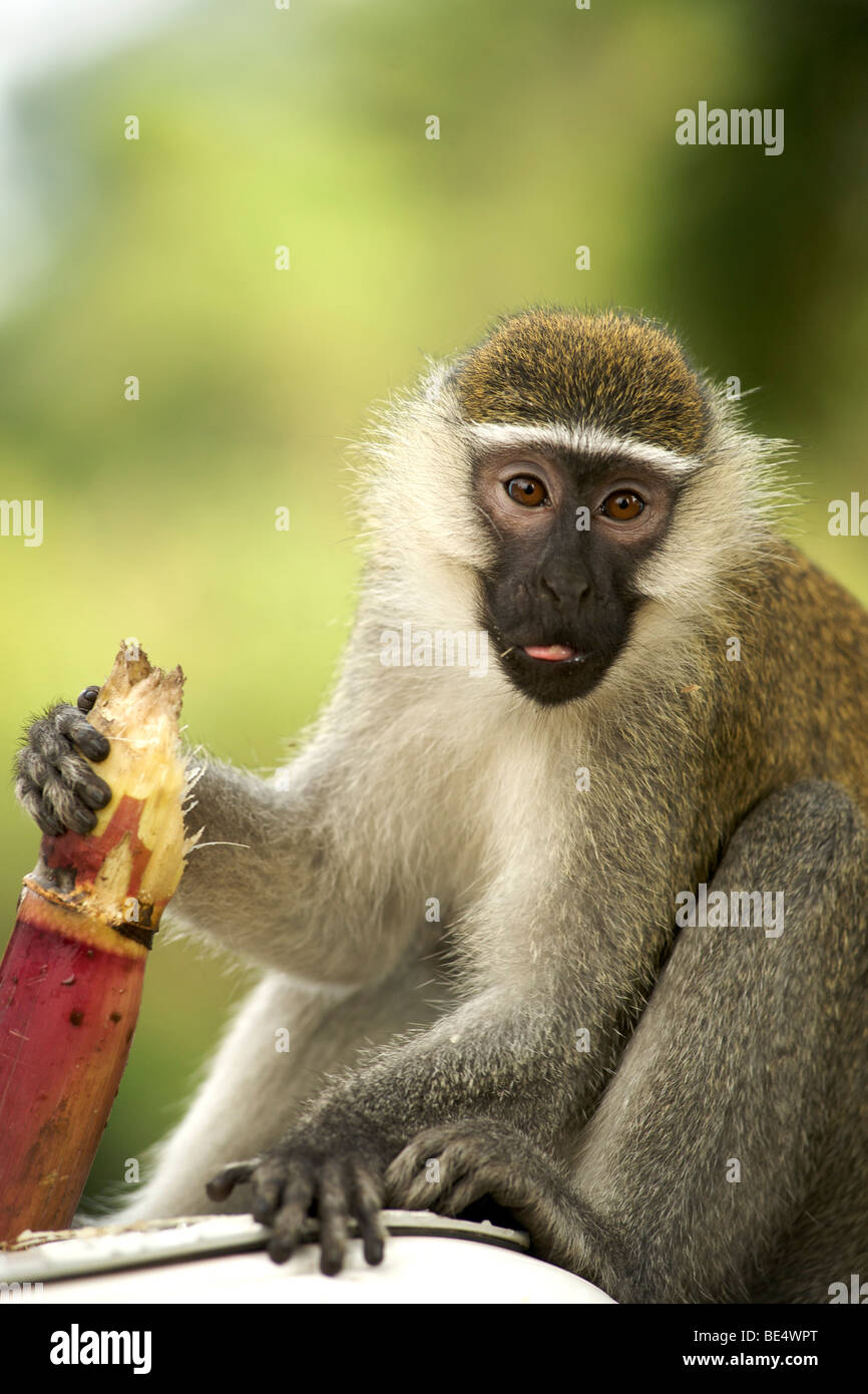 Eating sugar cane hires stock photography and images Alamy