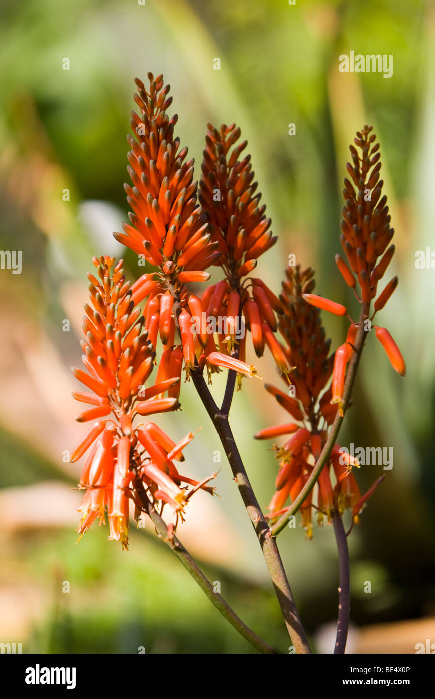 Plants at The Royal Botanical Gardens, Edinburgh Stock Photo Alamy