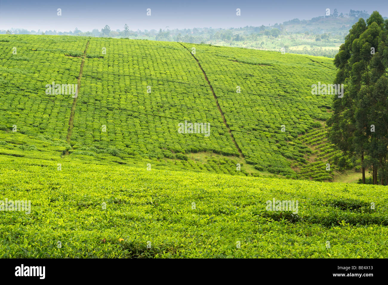 Tea plantations outside the town of Fort Portal in western Uganda. Stock Photo