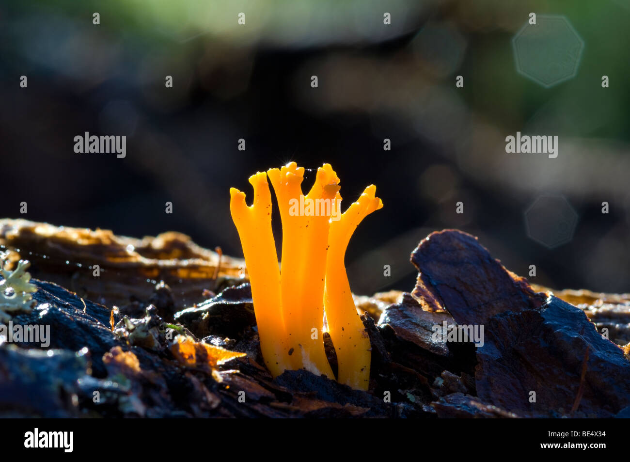 Yellow Antler fungus, Calocera viscosa, growing on woodland floor. Also known as Stagshorn, Stag Horn, or Jelly Antler fungus. Stock Photo