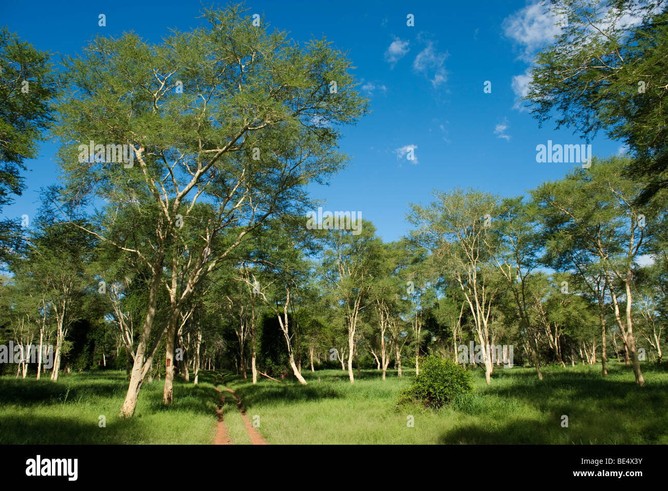 Fever tree (Acacia xanthophloea) forest in Northern Kruger National