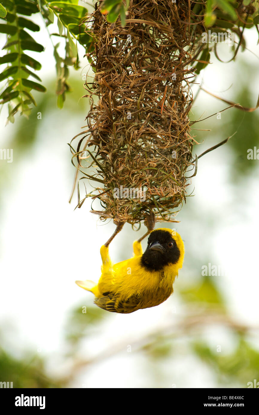 Weaver at its nest in Uganda. Stock Photo