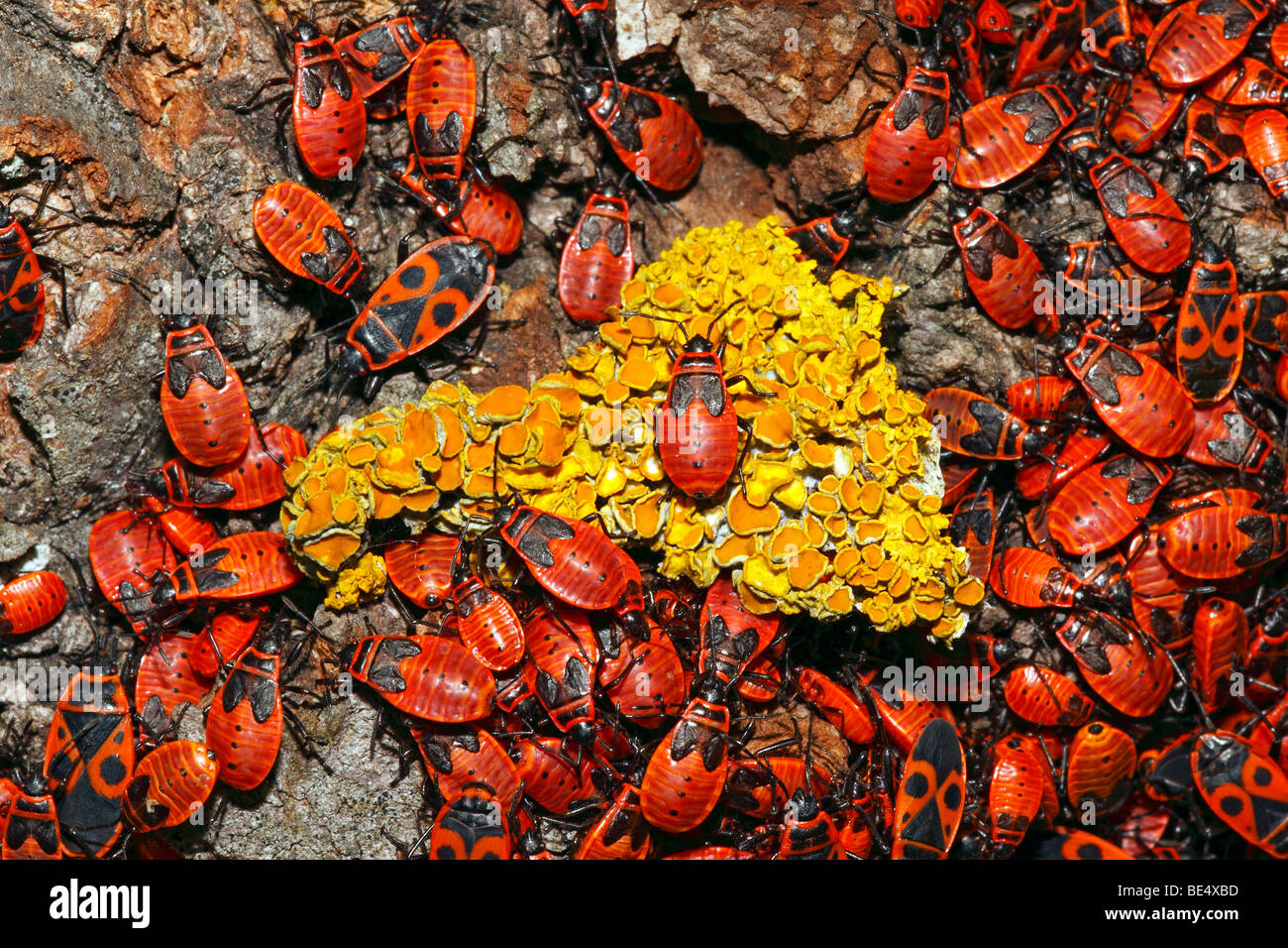 Firebugs (Pyrrhocoris apterus) sitting at the trunk of a linden tree (Tilia spec.) Stock Photo