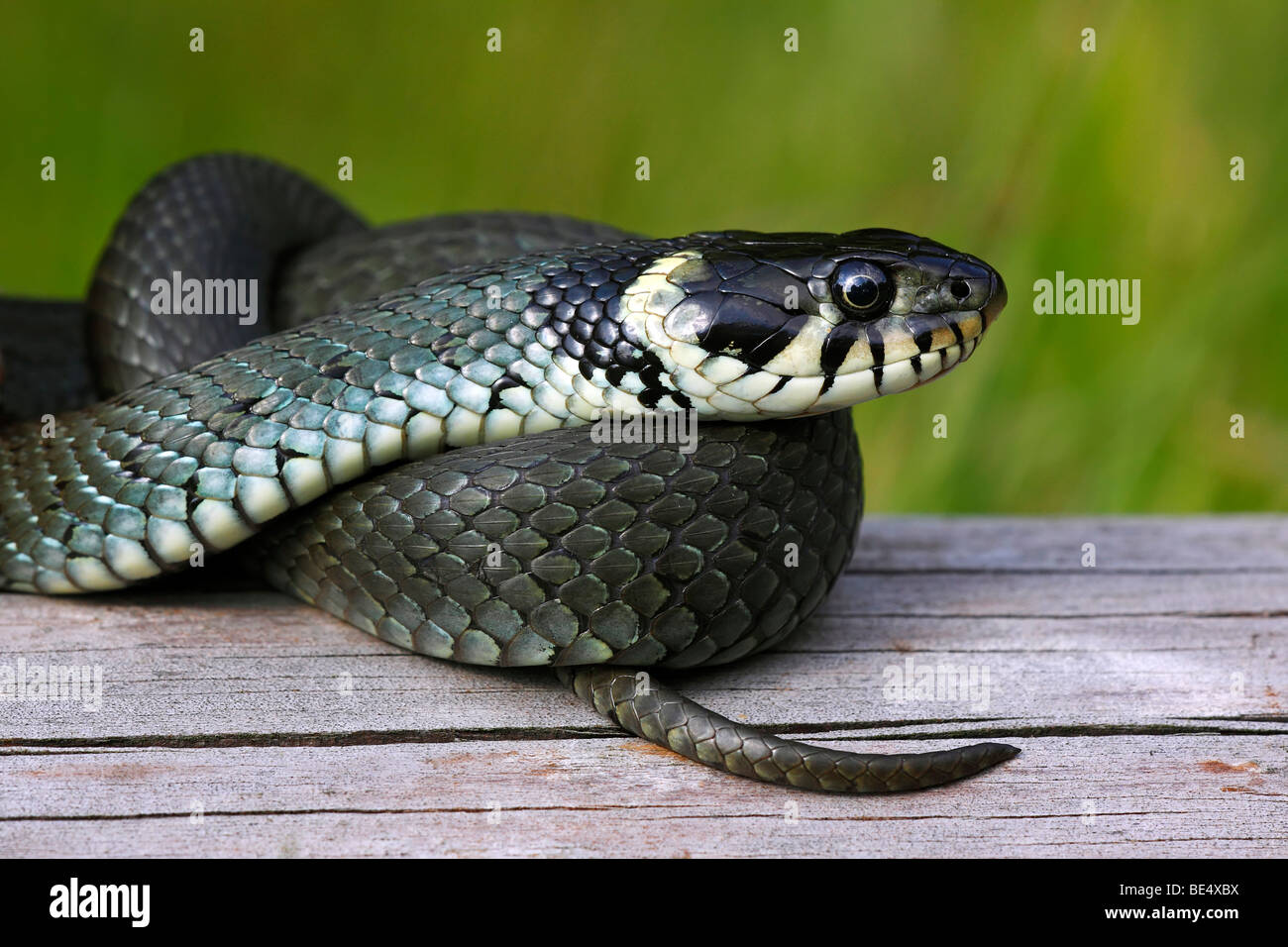 Grass Snake, Ringed Snake (Natrix natrix) Stock Photo