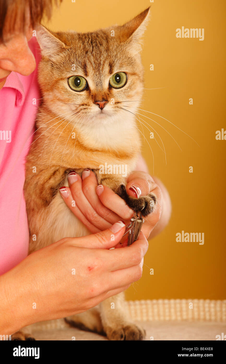 Woman and British Shorthair Cat / clipping claws, clipping nails Stock Photo