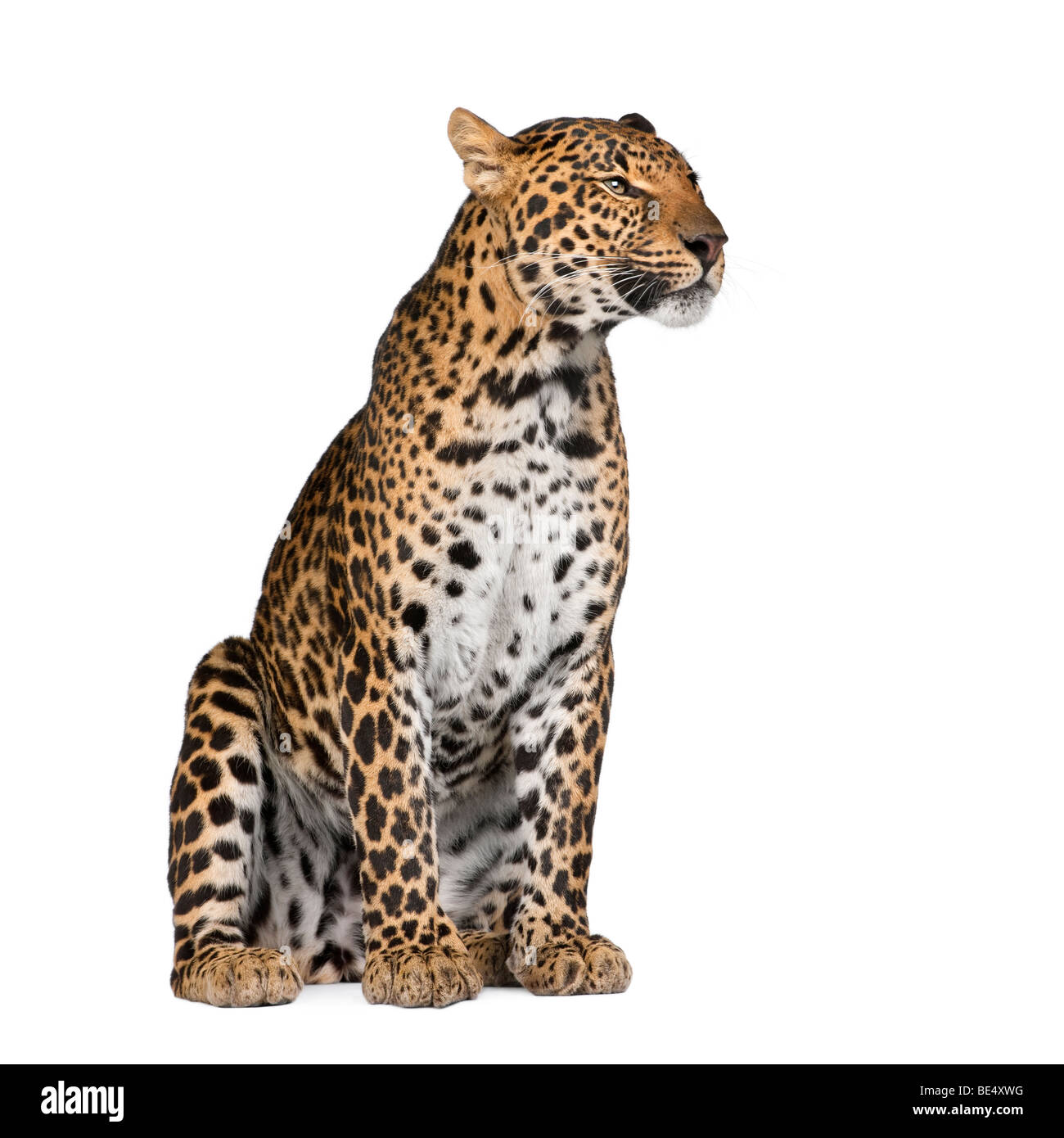 Portrait of leopard, Panthera pardus, sitting against white background, studio shot Stock Photo