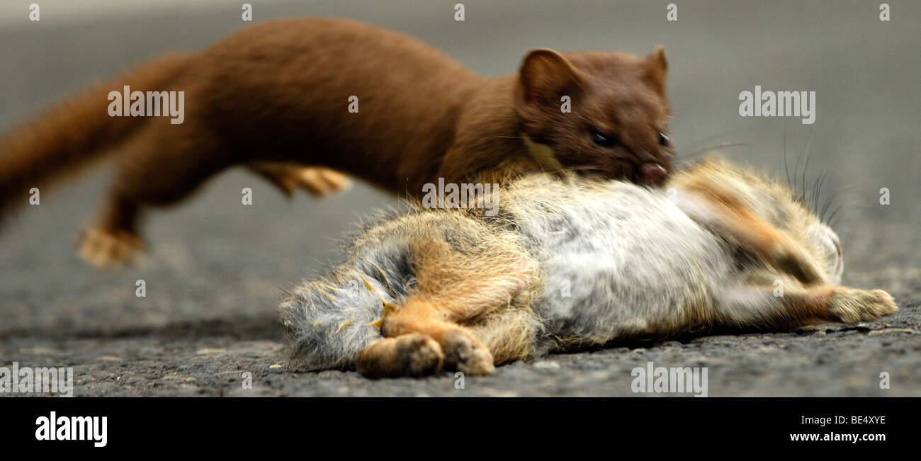 Shorttail weasel (Mustela erminea), hunting, capturing rabbit Stock Photo