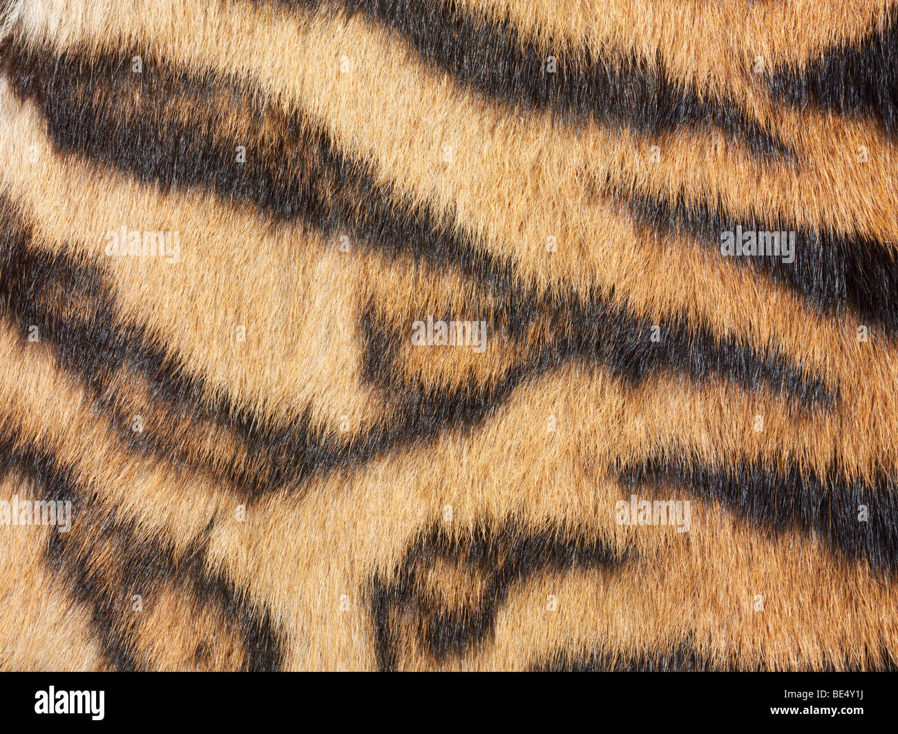 Tiger fur, detail Stock Photo