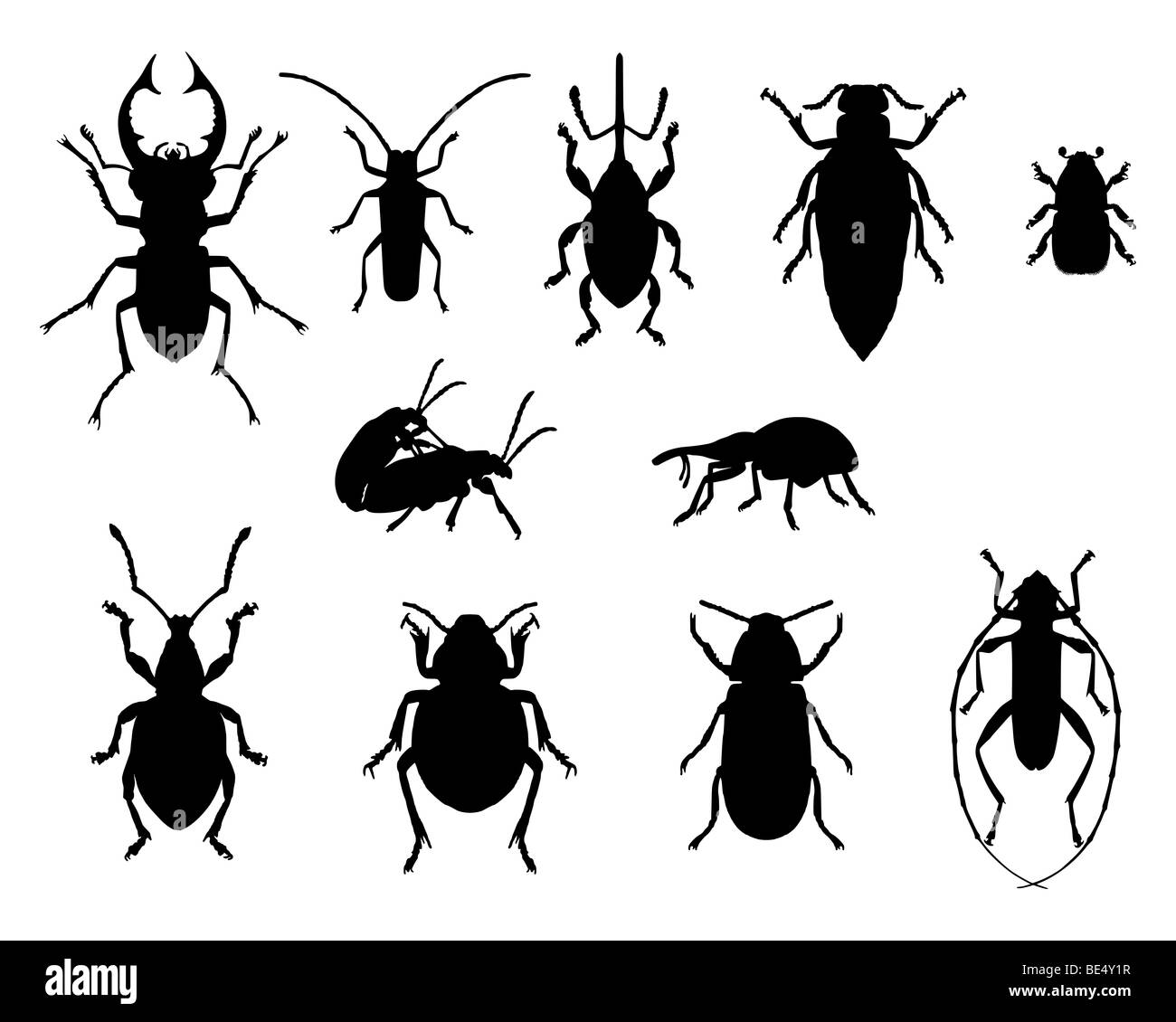 Collection of beetles Stock Photo