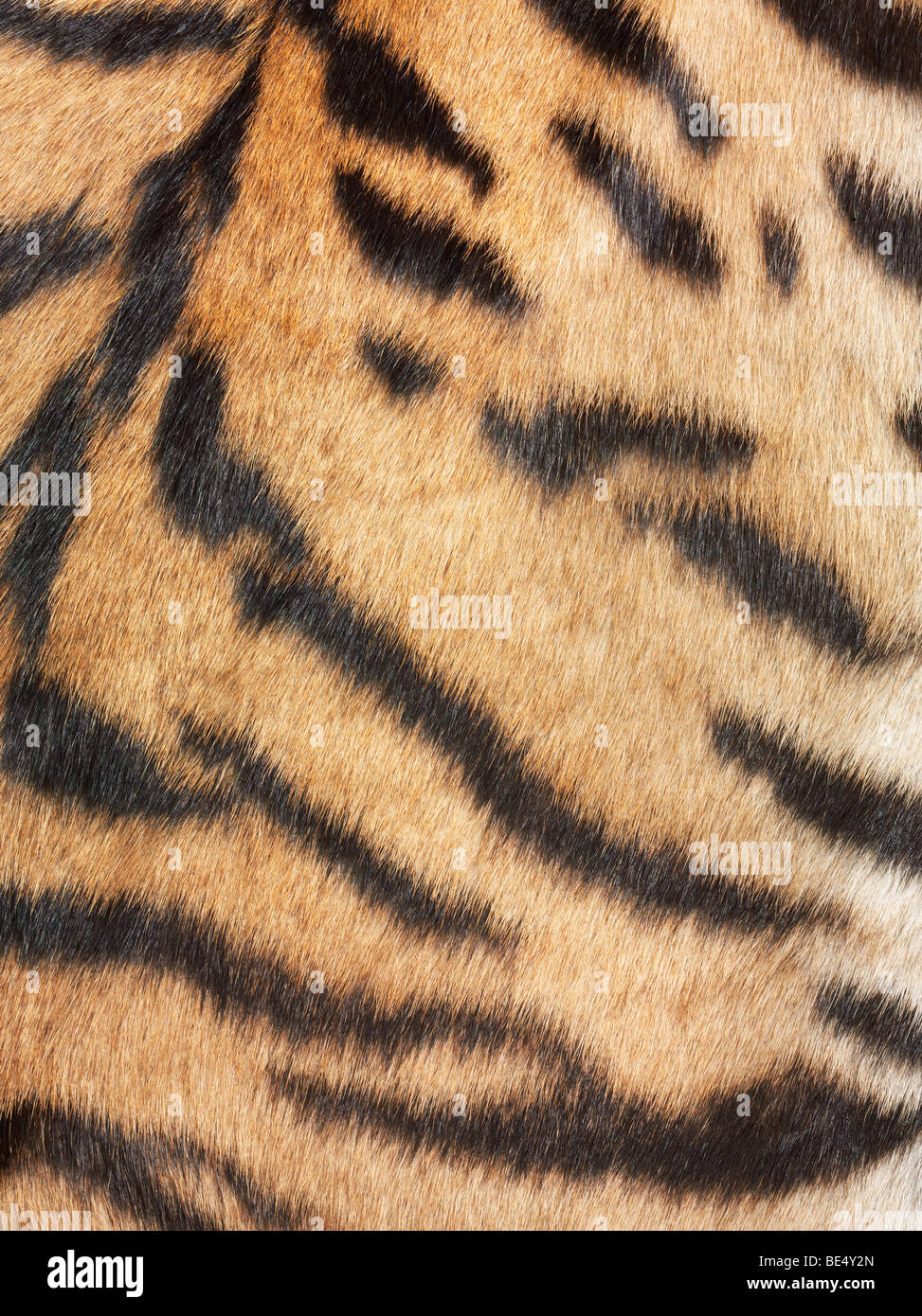 Tiger fur, detail Stock Photo
