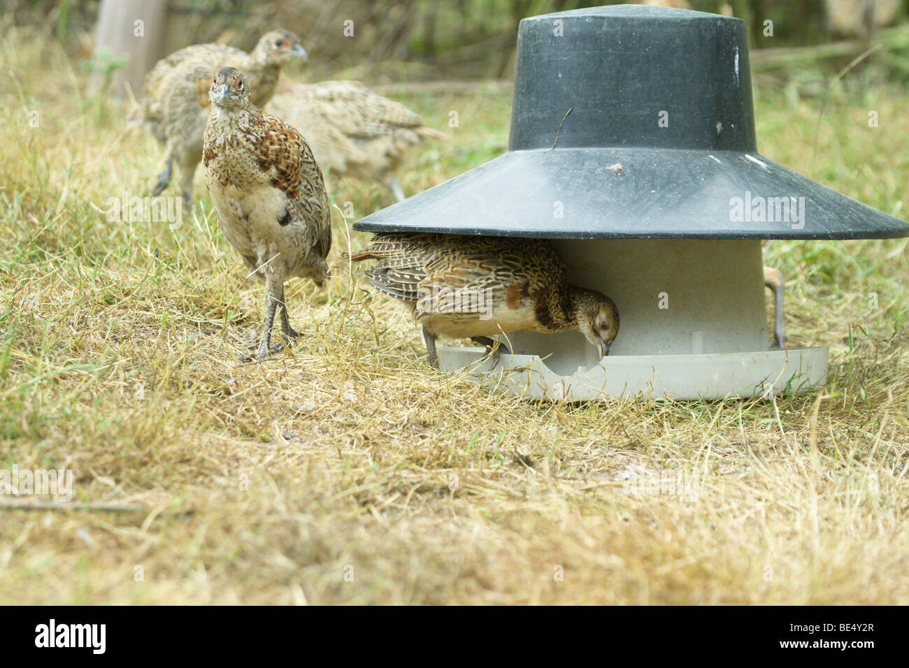 Pheasant Phasianus colchicus. 14 week old female poults around feeding hoppers in in release pen Stock Photo
