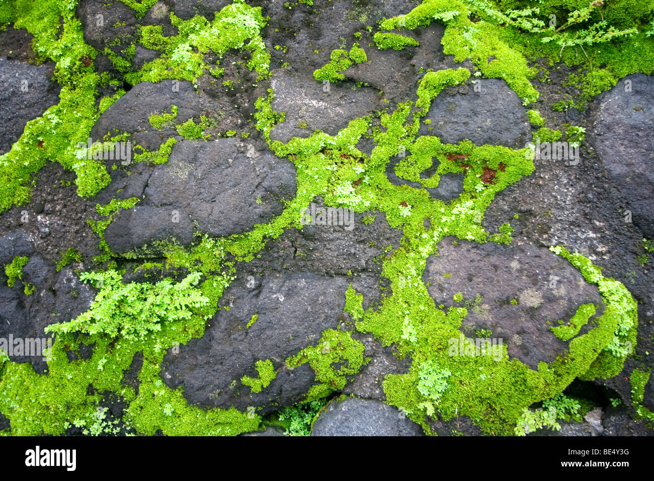 Vegetation growing on rocks. Stock Photo