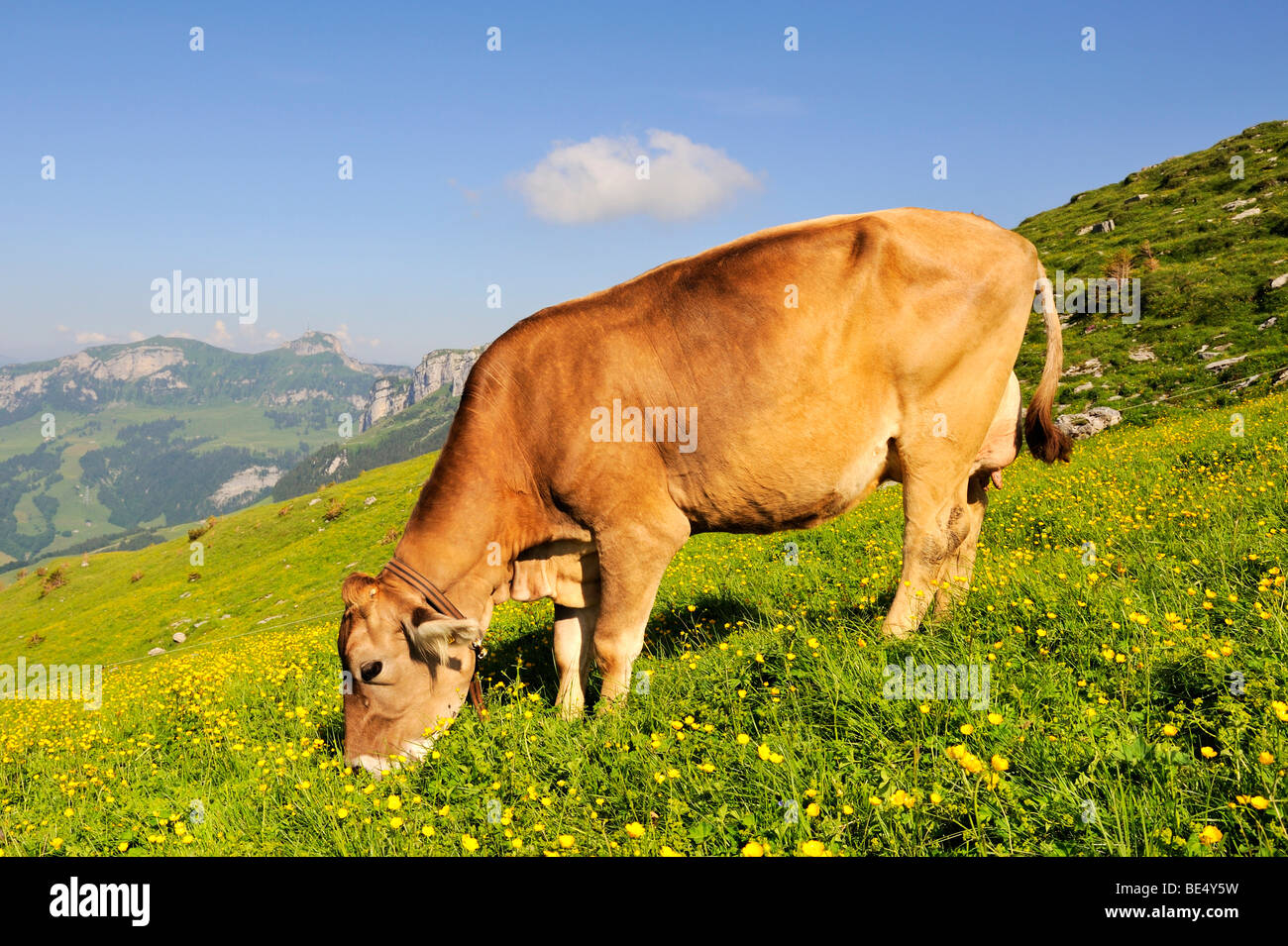 Brown swiss cow hires stock photography and images Alamy