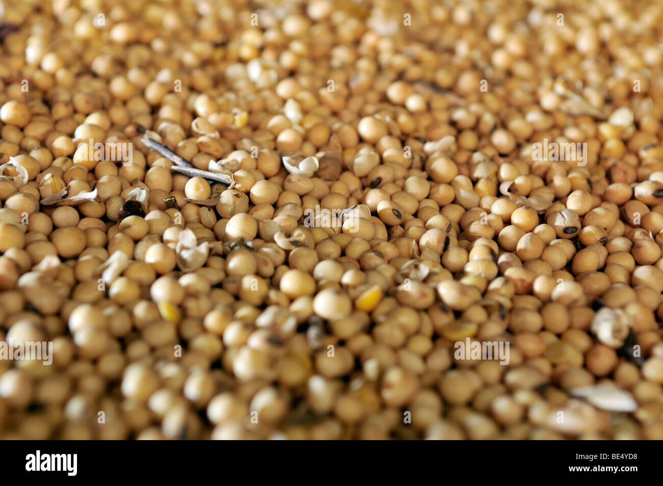 Soy beans, Uberlandia, Minas Gerais, Brazil, South America Stock Photo