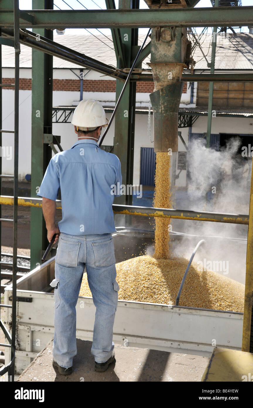 Loading a truck with corn, Uberlandia, Minas Gerais, Brazil, South America Stock Photo