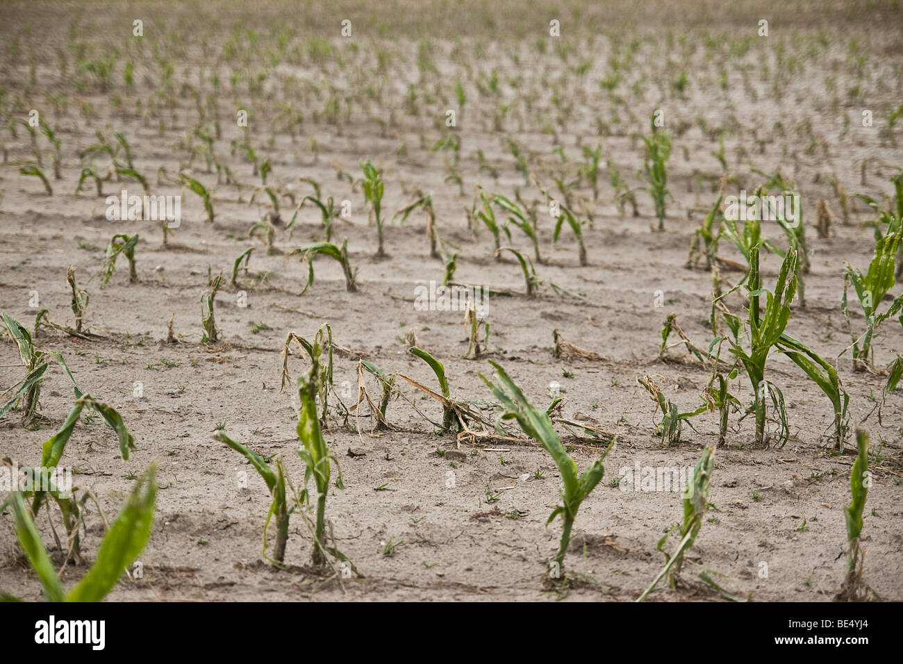Young Maize (Zea mays) plants on a field with hail damage after a heavy storm, Bermatingen, Baden-Wuerttemberg, Germany, Europe Stock Photo