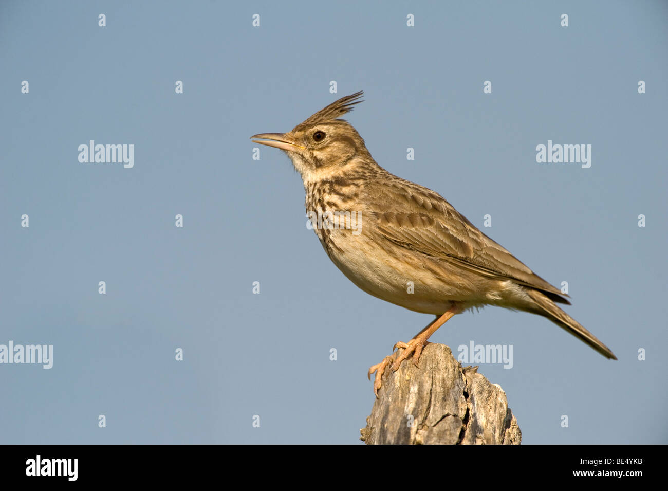 Crested lark (Galerida cristata) Stock Photo