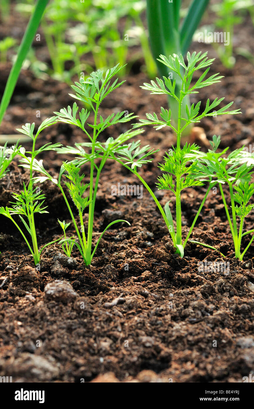 Carrot seedlings in a row line , Stock Photo