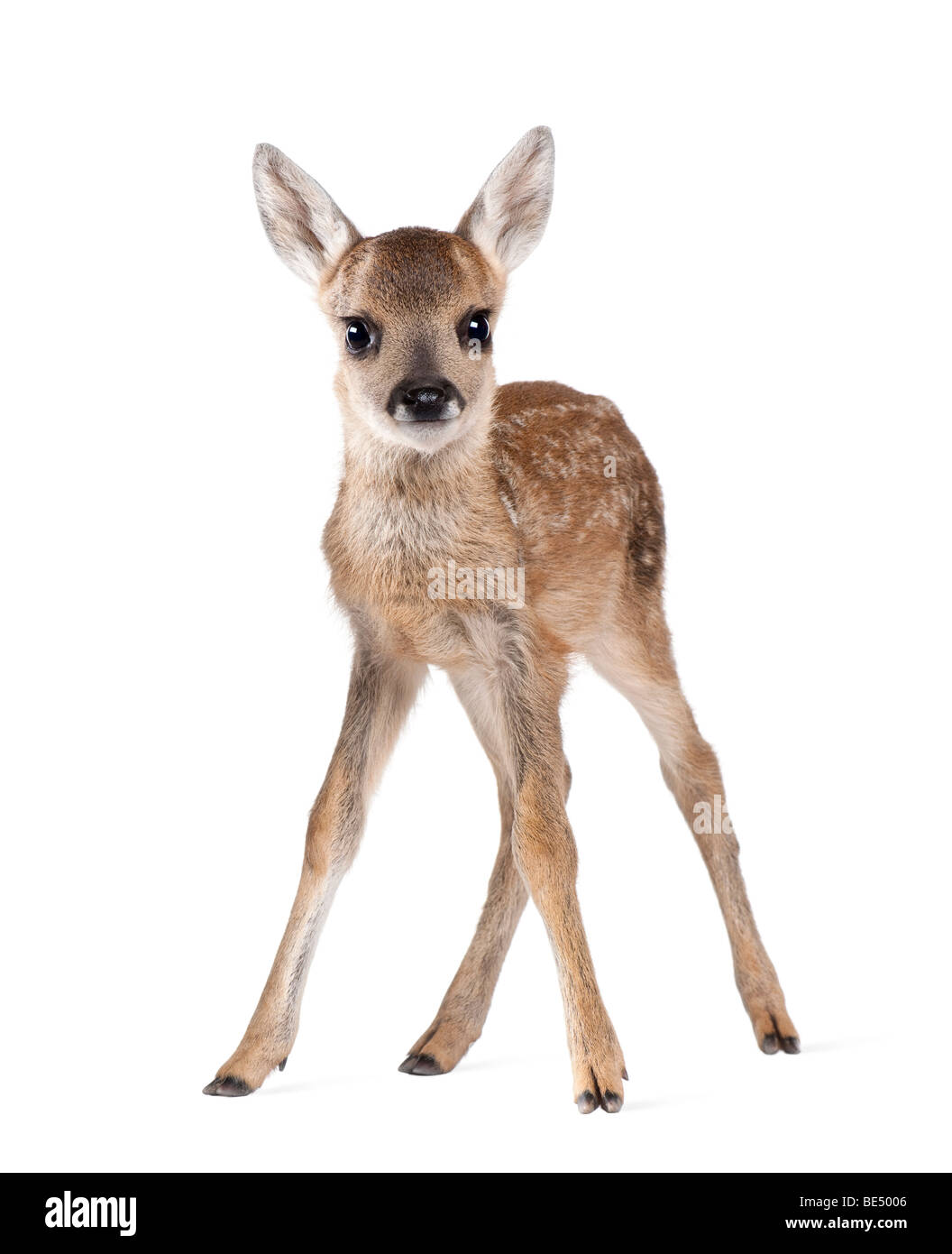 Roe deer Fawn, Capreolus capreolus, 15 days old, in front of a white background Stock Photo