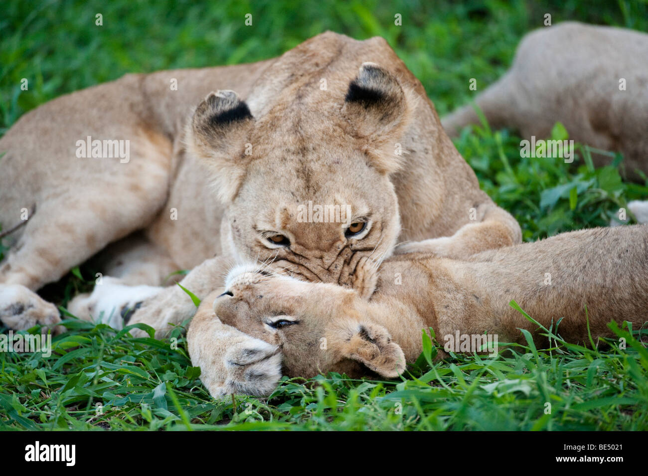 Lion playing with cub (Panthero leo), Kruger National Park, South Africa Stock Photo