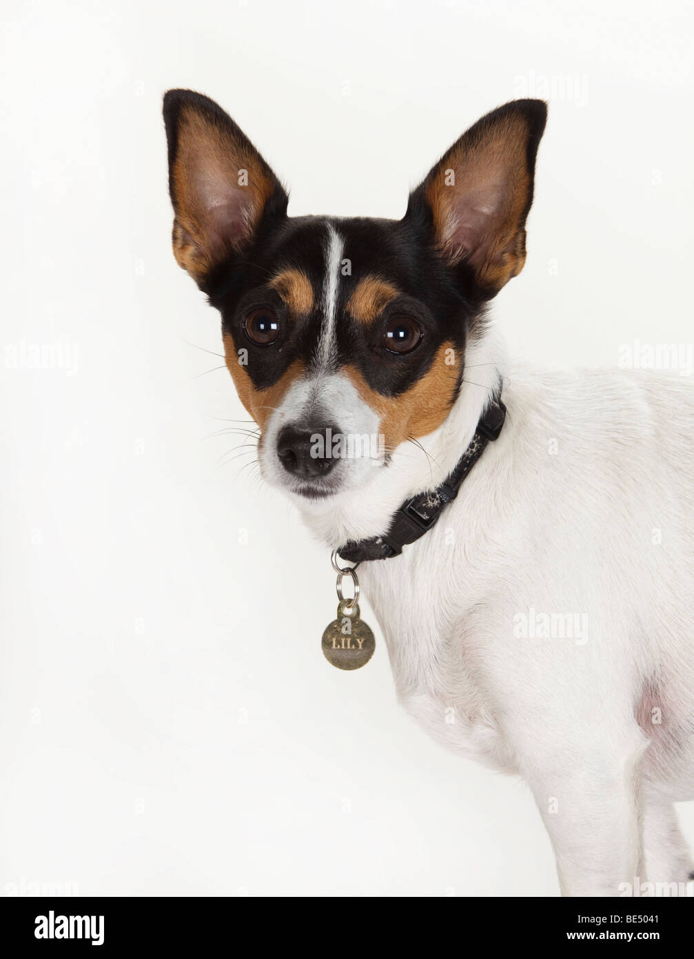 Jack Russell Terrier female pet dog. Bitch ears pricked up Stock Photo -  Alamy