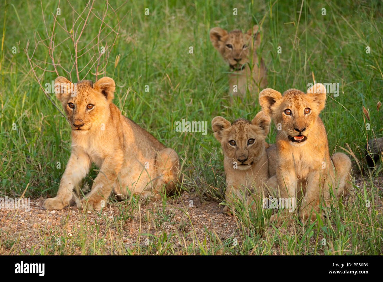Lion cubs (Panthero leo), Kruger National Park, South Africa Stock Photo