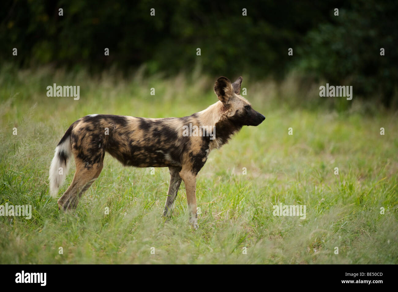 Wild dog (Lycaon pictus), Hoedspruit Endangered Species Centre, Kapama, South Africa Stock Photo