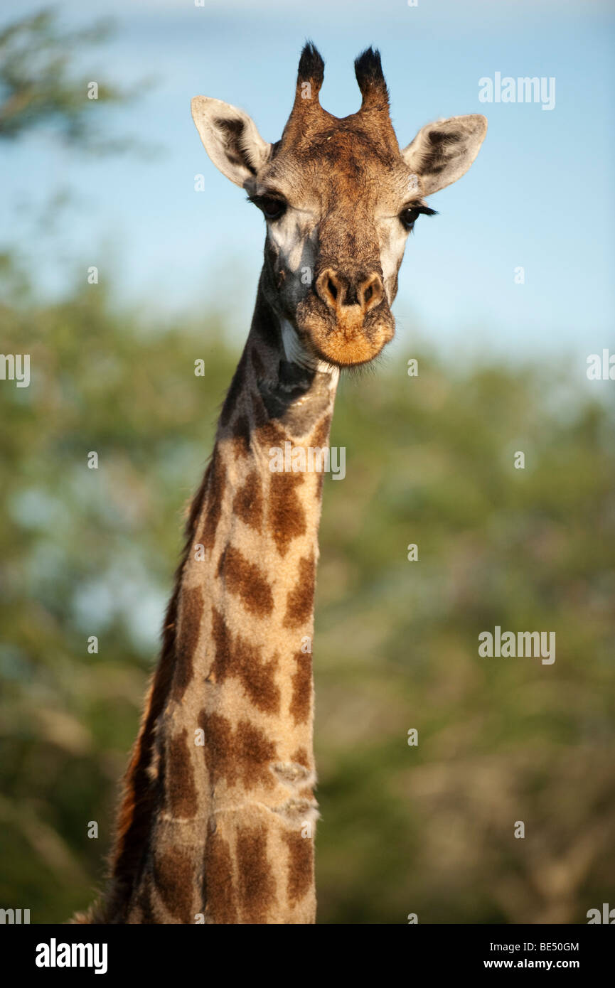 Southern giraffe (Giraffa camelopardalis giraffa), Sabi Sands, Greater Kruger National Park, South Africa Stock Photo