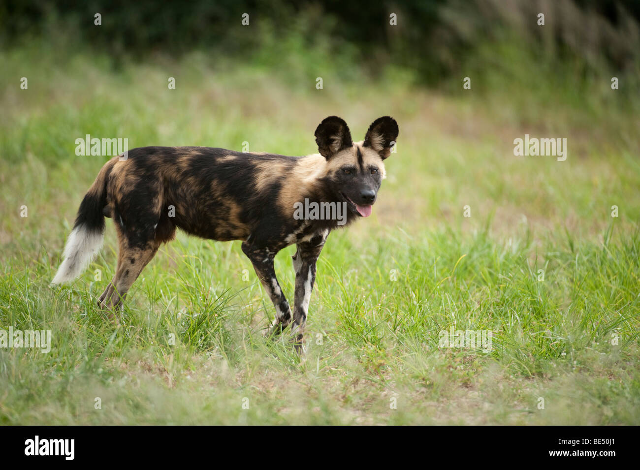 Wild dog (Lycaon pictus), Hoedspruit Endangered Species Centre, Kapama, South Africa Stock Photo