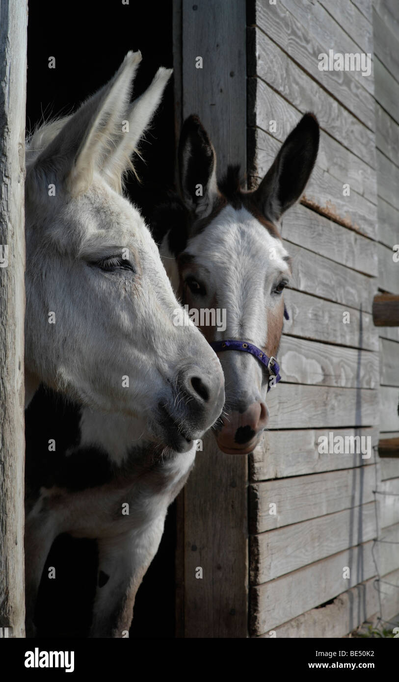 Donkeys in a stable Stock Photo Alamy