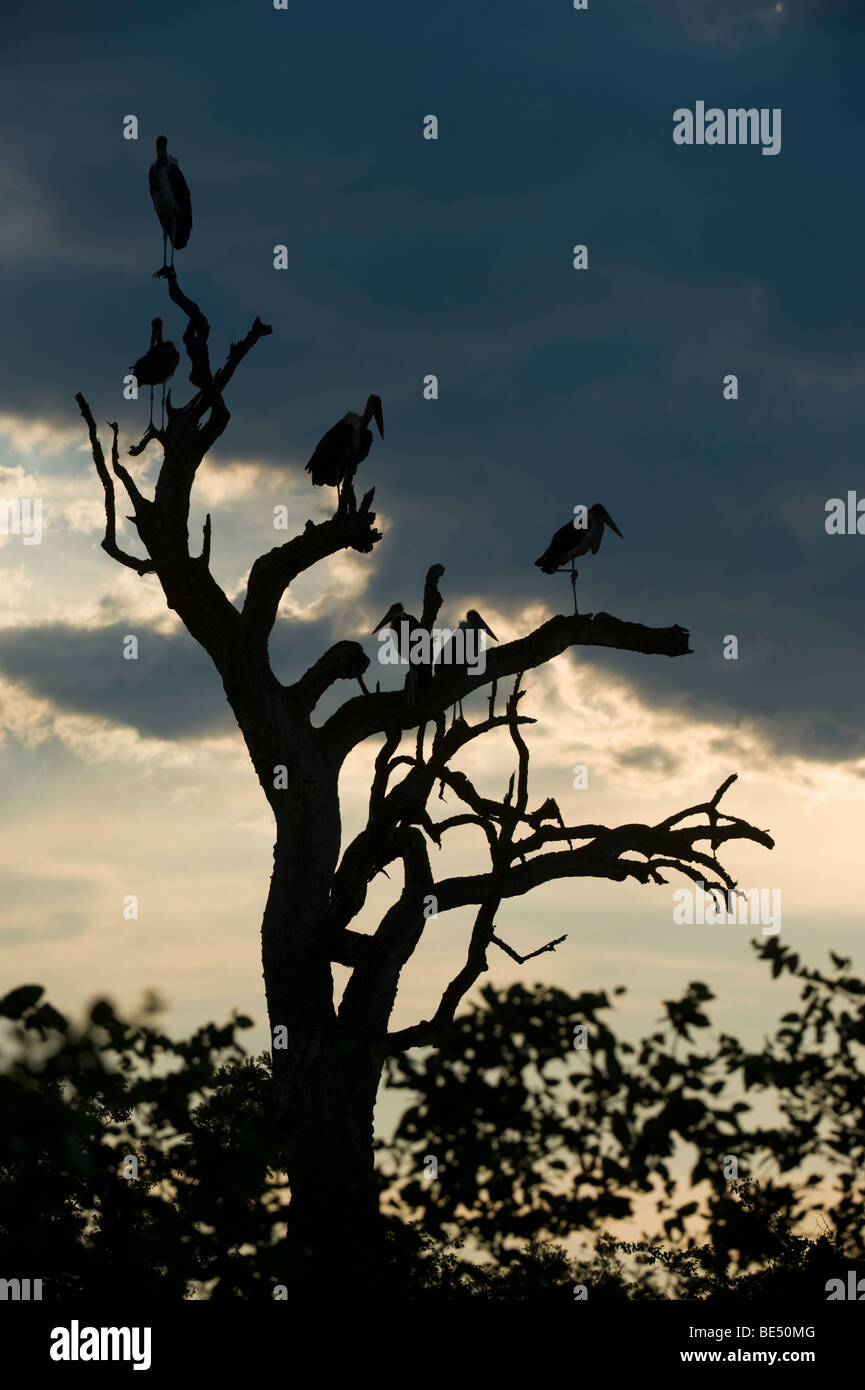 Marabou stork, Leptoptilos crumeniferus, Kruger National Park, South Africa Stock Photo