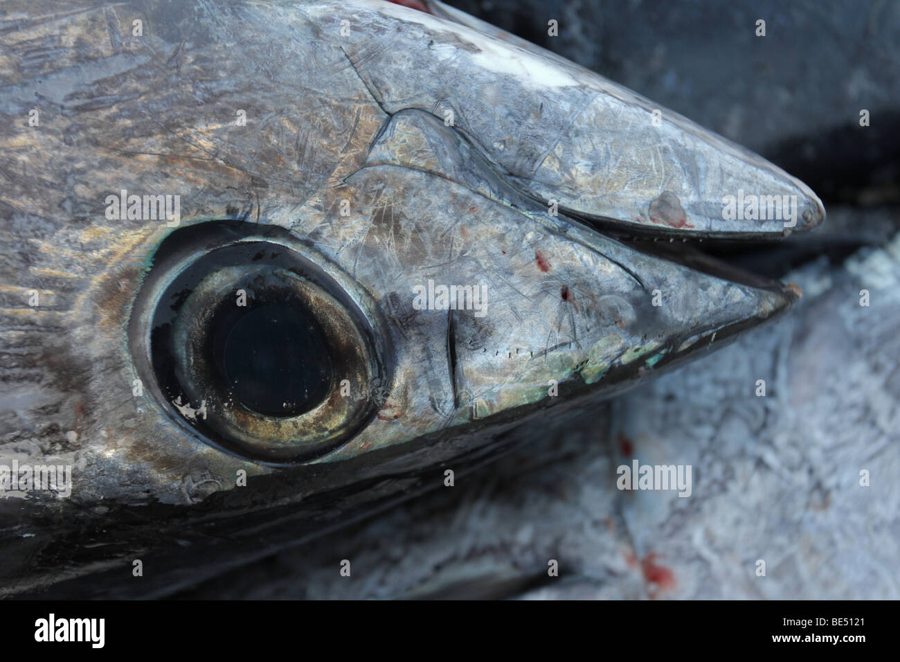 Albacore Tuna Head (Thunnus alalunga) Oregon USA Known as "Rose of