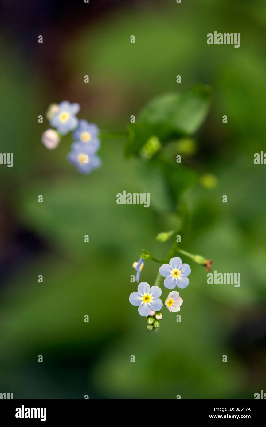water forgetmenot; Myosotis scorpiodes Stock Photo