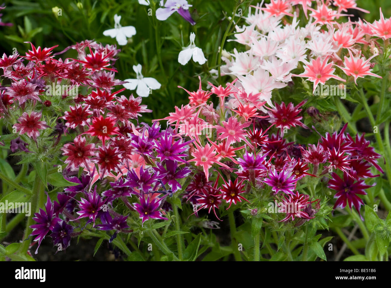 Annual phlox (Phlox drummondii) Stock Photo