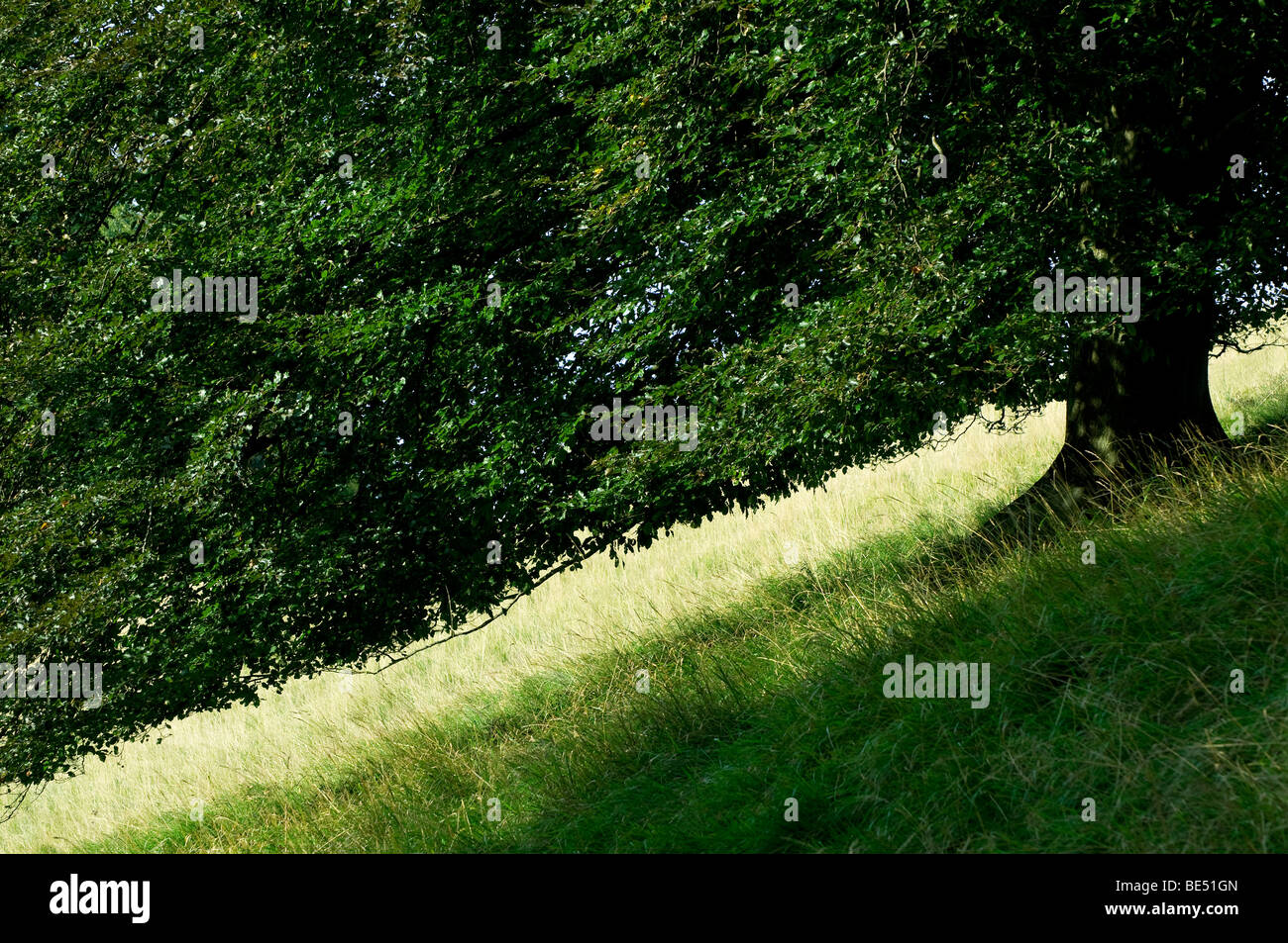 tree leaning on sloped field Stock Photo