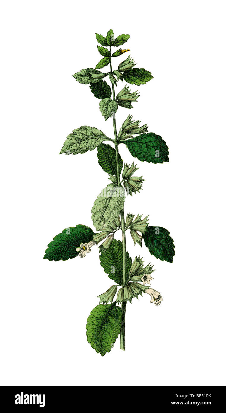 Deadnettle, historical illustration Stock Photo