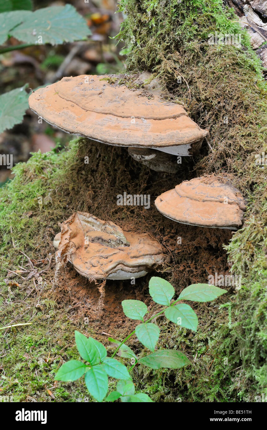 Bracket fungus Ganoderma adspersum on Beech log with orange spore stain Stock Photo