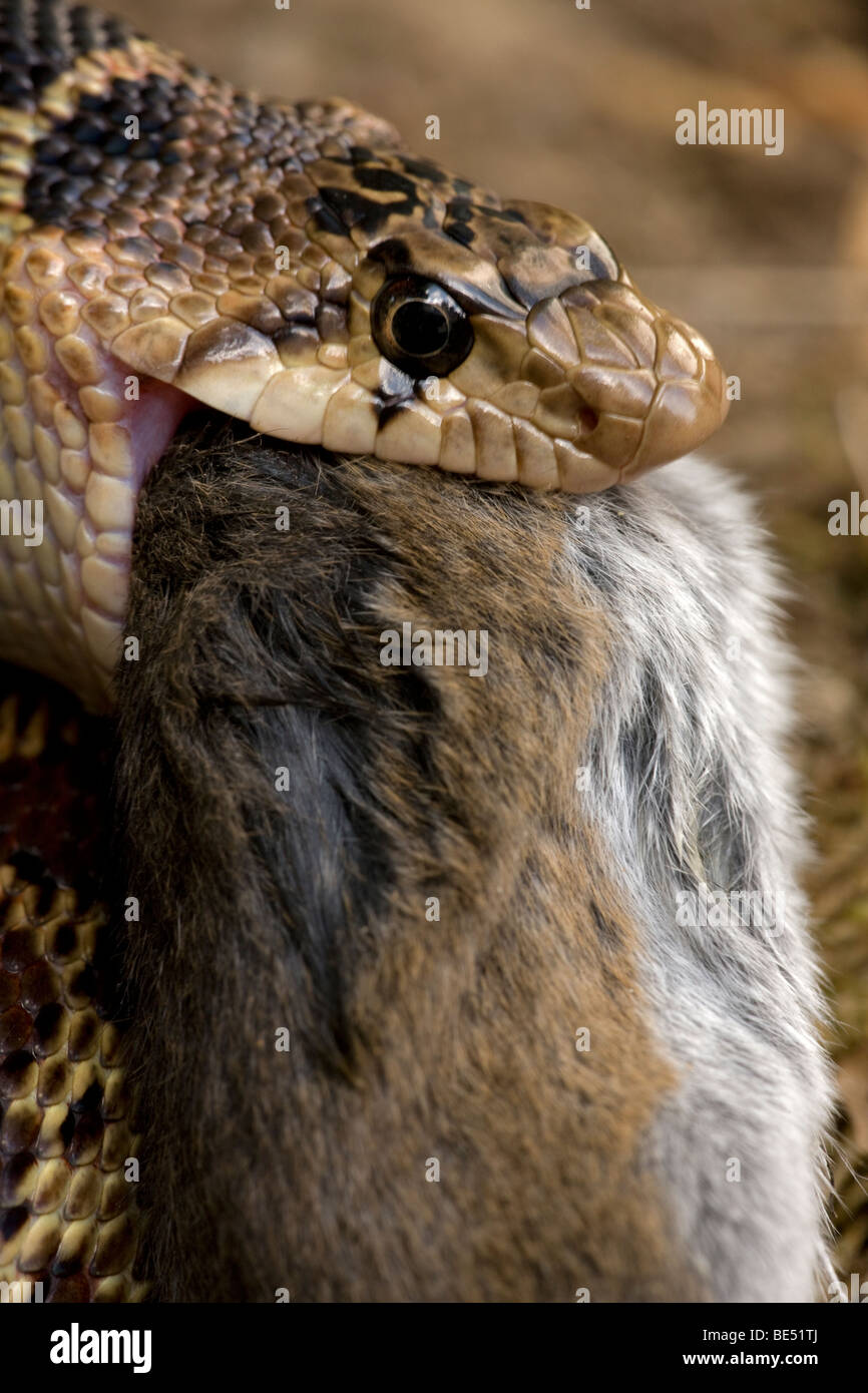 Pacific Gopher Snake Eating Mouse (Pituophis catenifer catenifer