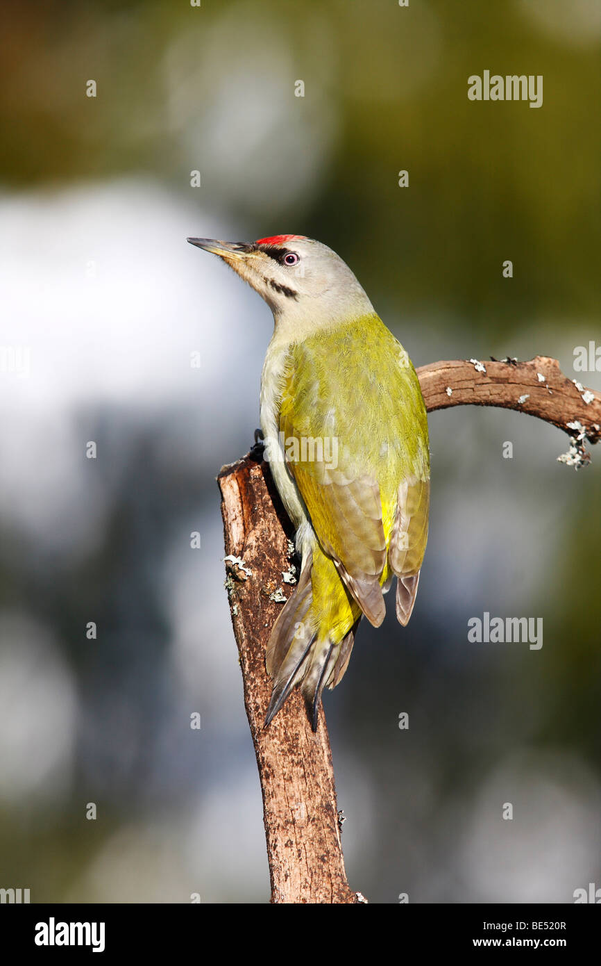 Grey-headed Woodpecker (Picus canus) perched on a branch Stock Photo