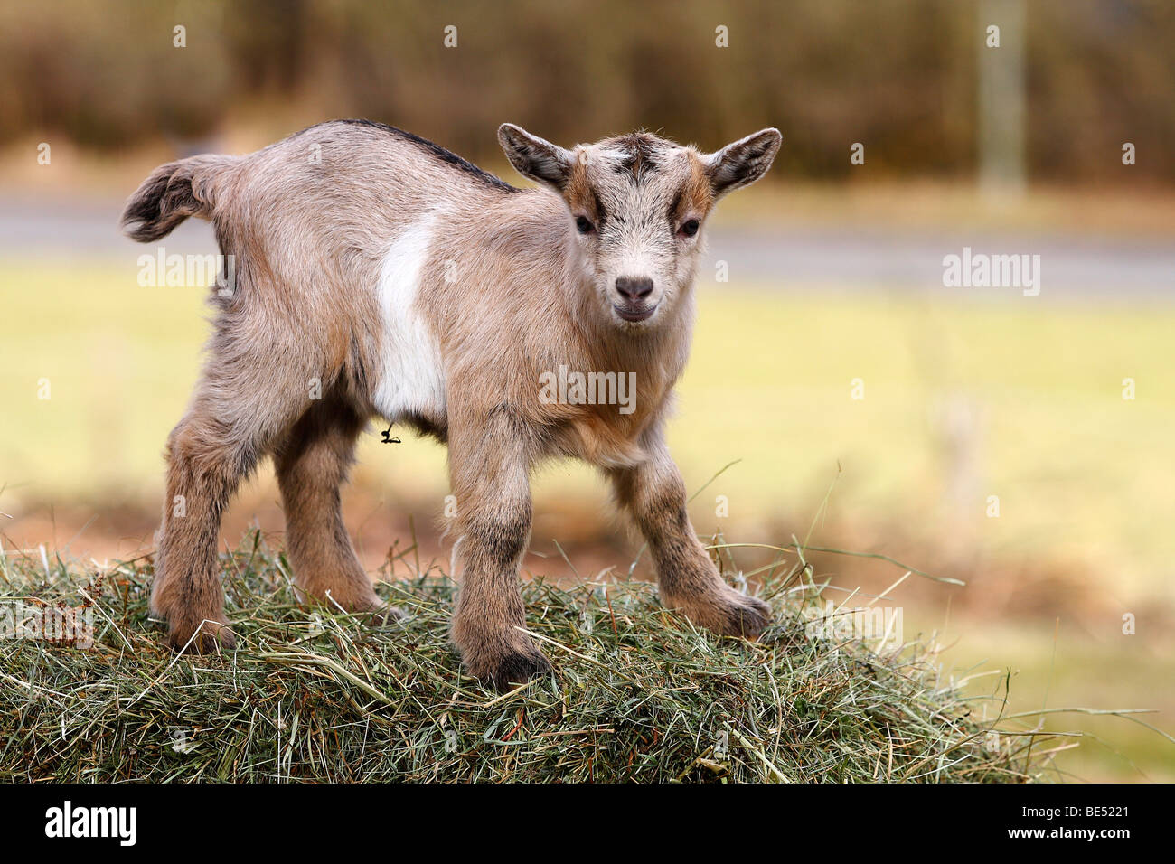 Domestic Goat (Capra hircus, Capra hircus aegagrus), kid climbing a hay bales Stock Photo
