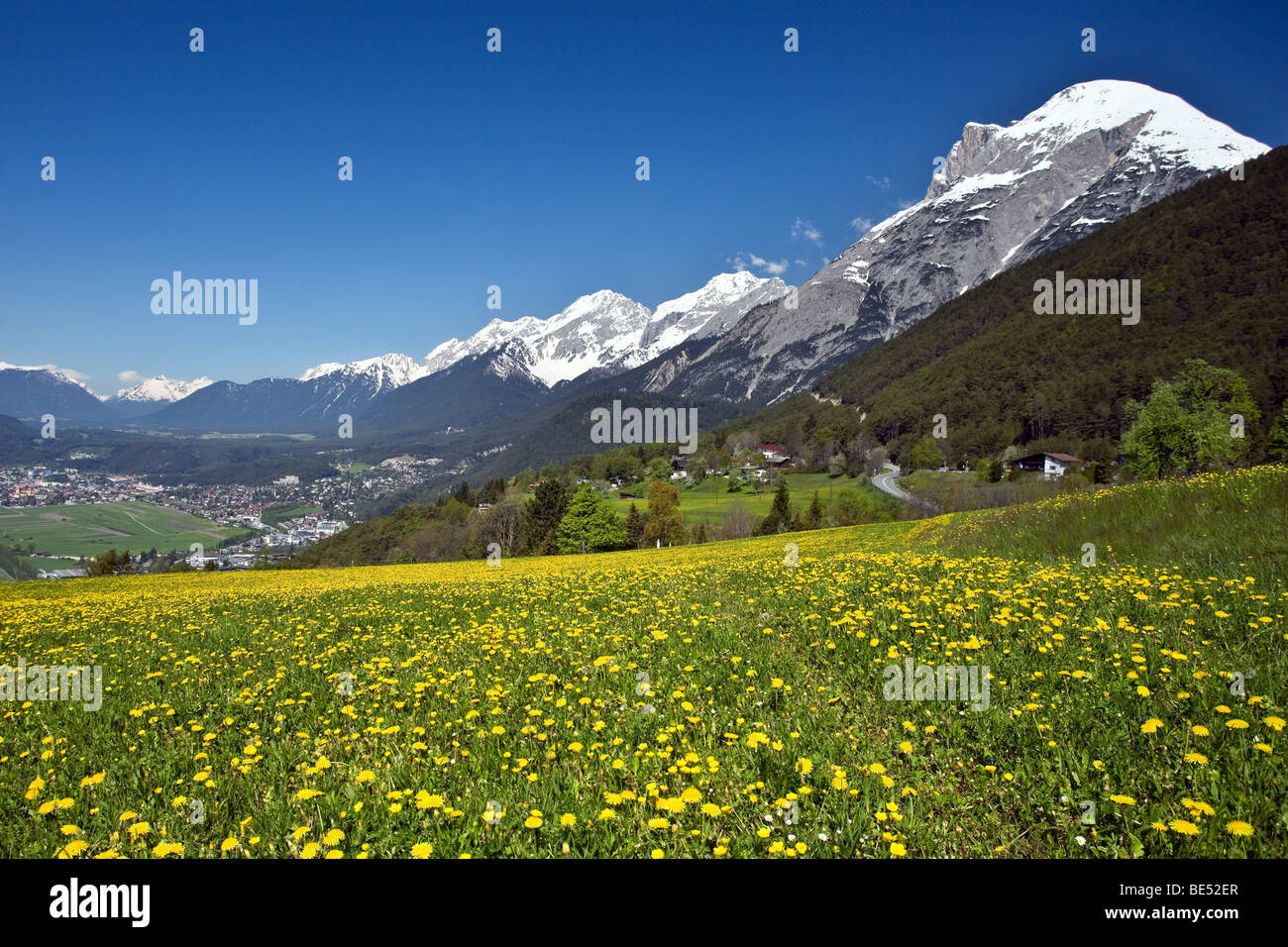 View of the Inntal valley, Telfs, Mt. Hohe Munde, Mieminger mountain range, dandelion meadow, spring, Tyrol, Austria, Europe Stock Photo