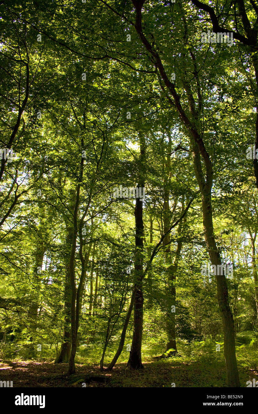 Dappled woods hi-res stock photography and images - Alamy