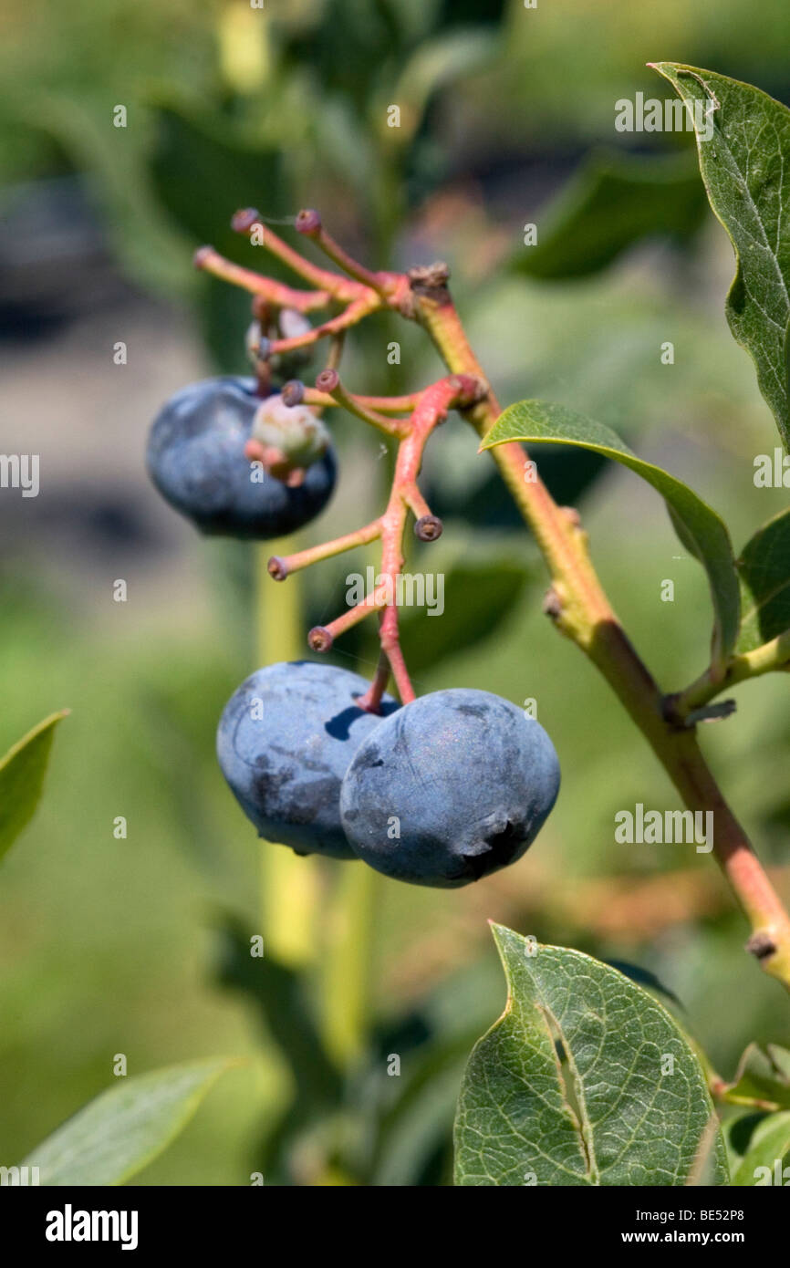 Blueberries grow on the plant near McMinnville, Oregon, USA. Stock Photo