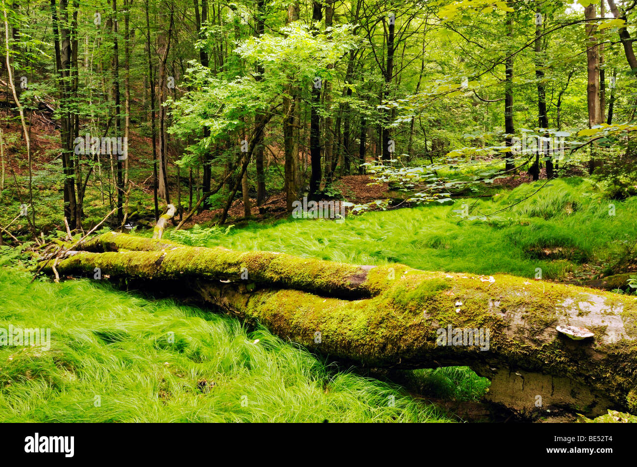 Primeval forest in the Vessertal valley, Biosphaerenreservat Vessertal-Thueringer Wald, biosphere reserve Vesser valley-Thuring Stock Photo