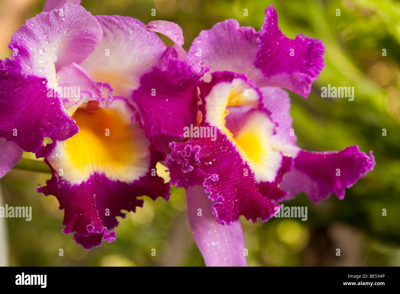 Cattleya orchids are popular and easy to grow. Stock Photo
