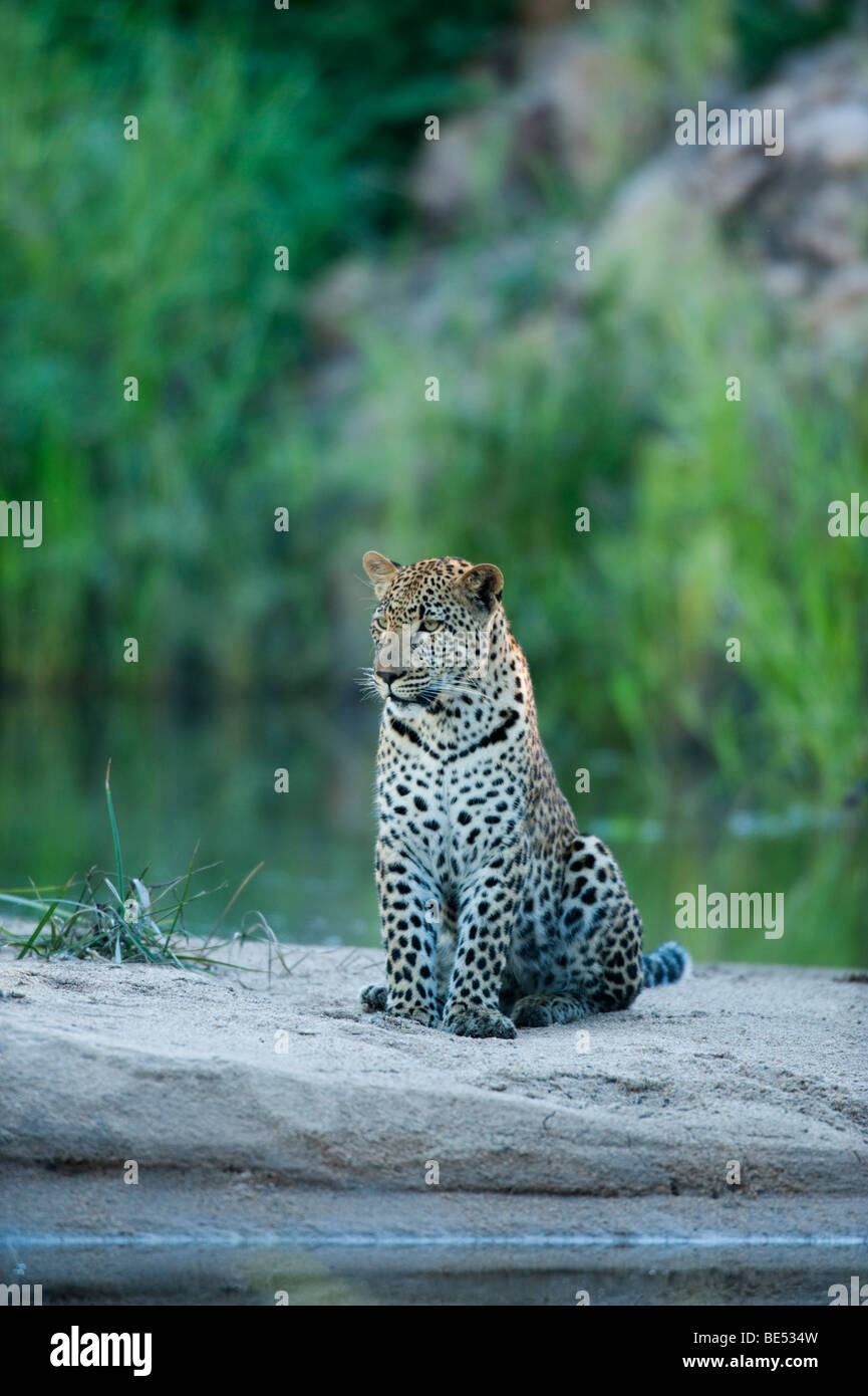 Leopard in a river bed (Panthera pardus), Sabi Sands, Greater Kruger National Park, South Africa Stock Photo