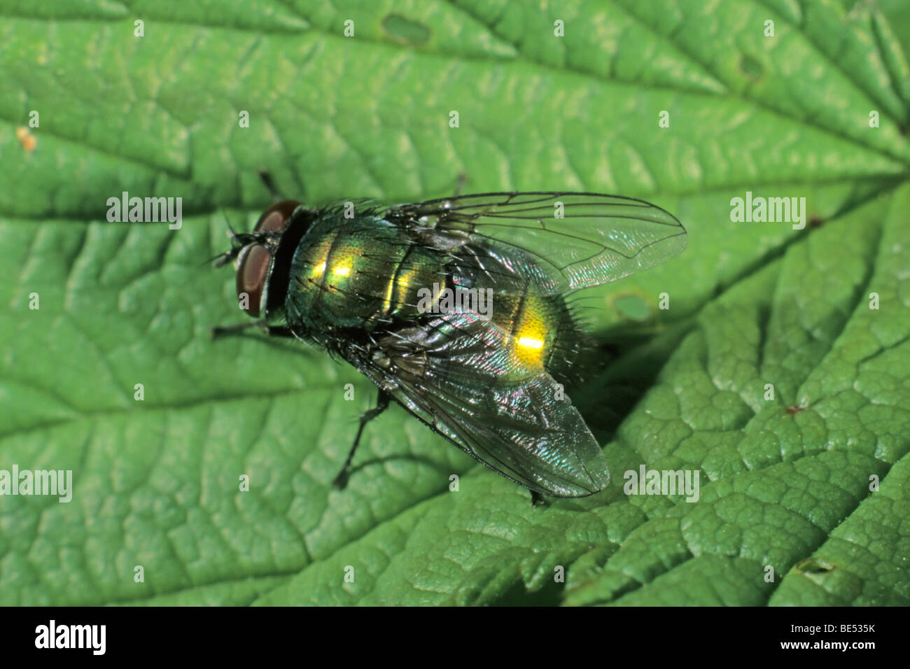 Bottle fly species (Lucilia bufonivora) Stock Photo