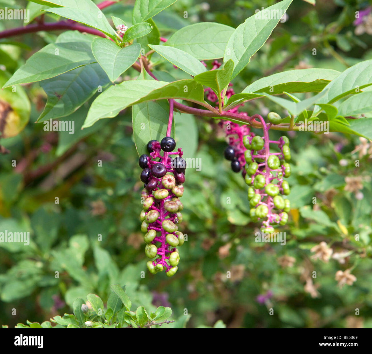 Pokeweed Family Phytolaccaceae Phytolacca decandra with purple and green berries. Stock Photo