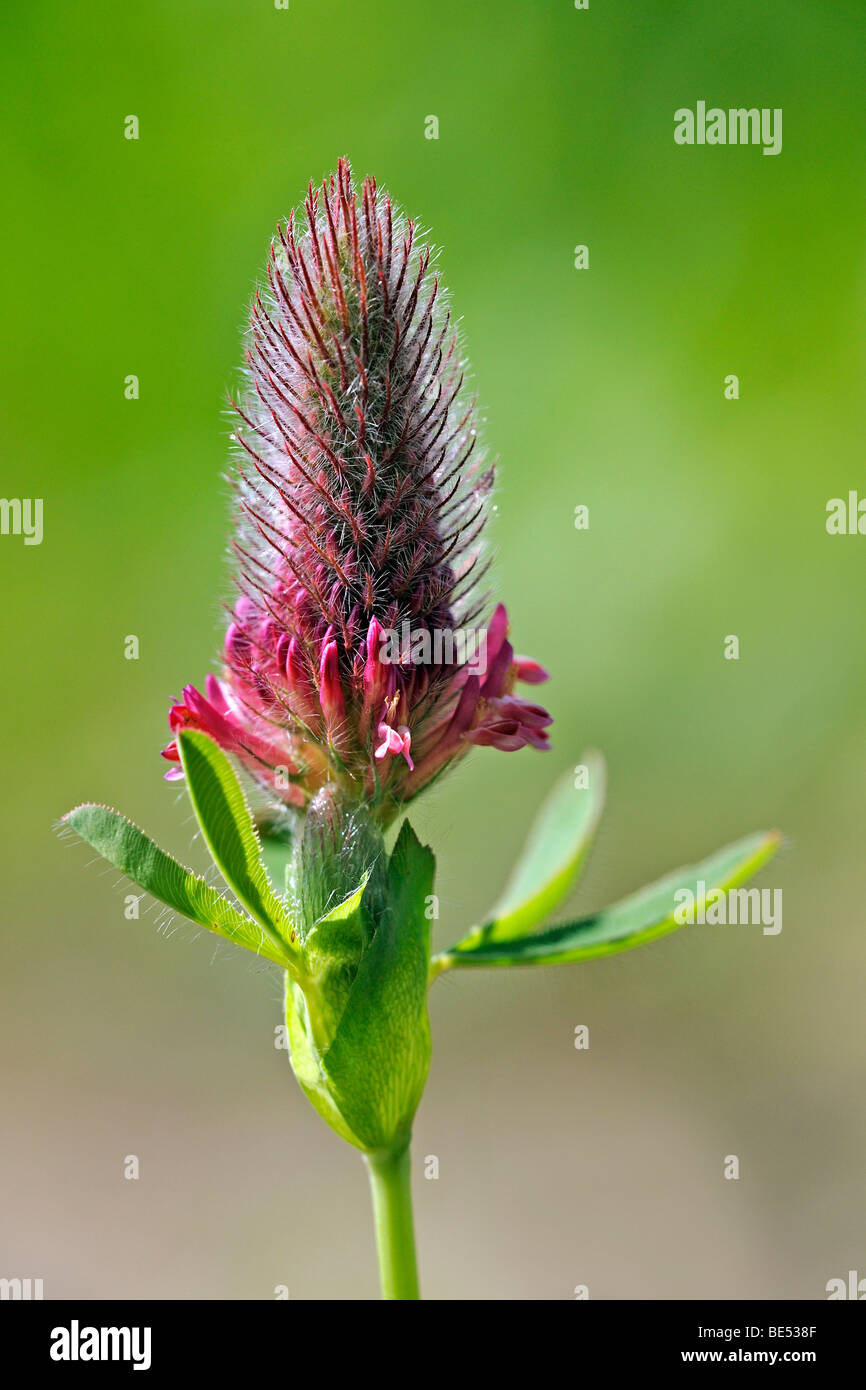 Sweetvetch (Hedysarum, Hedysarum songaricum) Stock Photo